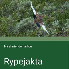 Opplever du mindre fugl og vilt der du ferdes? 🦅🌲

Halvparten av nordmenn mener at tap av natur og arter er verdens mest kritiske miljøproblem, og bekymringen har økt de siste årene. 

Det viser en undersøkelse gjennomført av @opinionoslo for Svanemerket.

I dag starter rypejakten i store deler av Norge, og 1 av 5 nordmenn har lagt merke til at det er mindre fugl i naturområder der de ferdes. Mange opplever generelt negative endringer i naturen rundt seg.

Vi må se natur, klima og miljø i sammenheng - i alt vi gjør💚