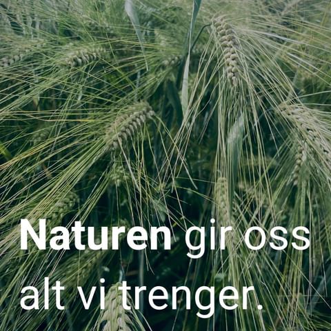🐿️ Hvor mange arter av planter og dyr finnes i verden?

Ingen vet helt nøyaktig, for mange av dem har vi ikke oppdaget ennå. Men antakelig er det mellom 4 og 100 millioner arter totalt, ifølge @wwfnorge 

Vi er helt avhengige av naturen. Det har vi lett for å glemme i våre moderne, travle liv. Vi forsyner oss med ressurser fra naturen som om den er et uendelig stort lager, og bygger ned bit etter bit etter bit - slik blant annet @nrknyheter  har vist oss skrekkeksempler på denne våren.

Resultatet? 75 % av naturen på land og 66 % av havområdene i verden er endret av menneskelig aktivitet. Arter dør ut i rekordtempo, og vi må endre kurs🐝

Vi skal ta vare på mer natur.

Vi skal verne minst 30 % av alle land- og havområder

Vi skal restaurere minst 30 % av ødelagte naturområder.

Det har vi forpliktet oss til gjennom den globale naturavtalen. For å følge opp dette, kommer den norske regjeringen snart med en stortingsmelding og nasjonal handlingsplan for natur – Naturmeldinga.

Det ser vi fram til.

Mer info om hvordan Svanemerket bidrar til å ta vare på natur i lenke i bio

#svanemerket #natur #miljø