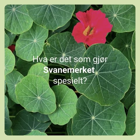 ✅ Det kryr av miljømerker. Noen forteller mye om mye, andre forteller noe om noe. I dag - på verdens miljømerkedag – vil vi vise deg hva som kjennetegner Svanemerket, og som gjør at vi skiller oss ut fra andre merker.

❓ Lurer du på noe om Svanemerket eller svanemerkede produkter? Spør i vei! 🙂

#WED #GEN #ecolabel #lifecycleecolabel #WorldEcolabelDay #ChooseEcolabel #svanemerket #miljø #natur