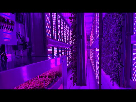Startupbolaget Harvest hållbara stadsodling i Umeå